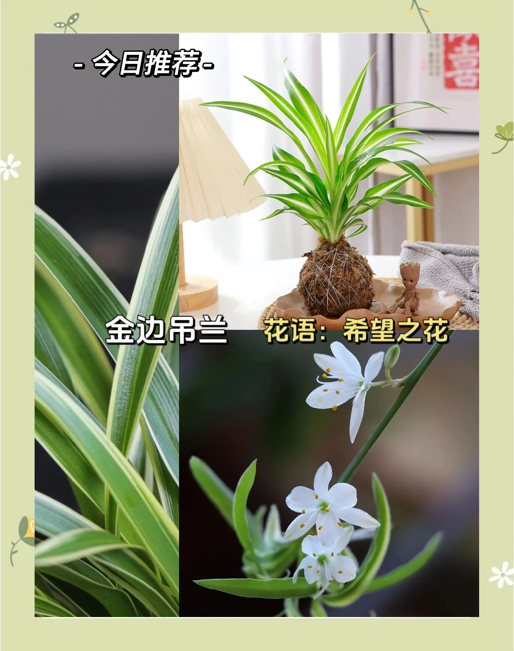 吊兰不长小吊兰是怎么回事为什么在线 吊兰不长小吊兰是怎么回事为什么在线