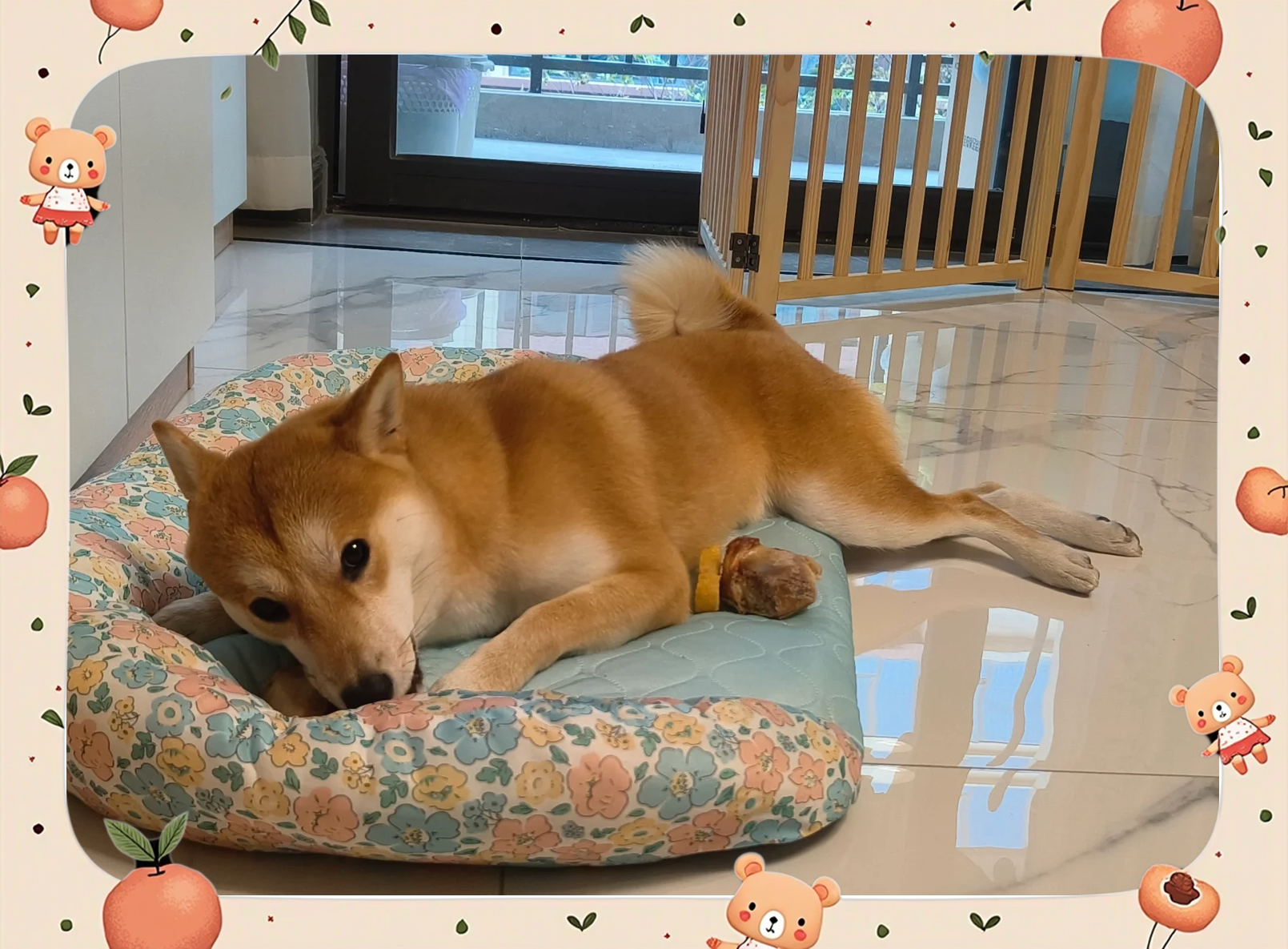 狗为什么磨牙 狗为什么磨牙