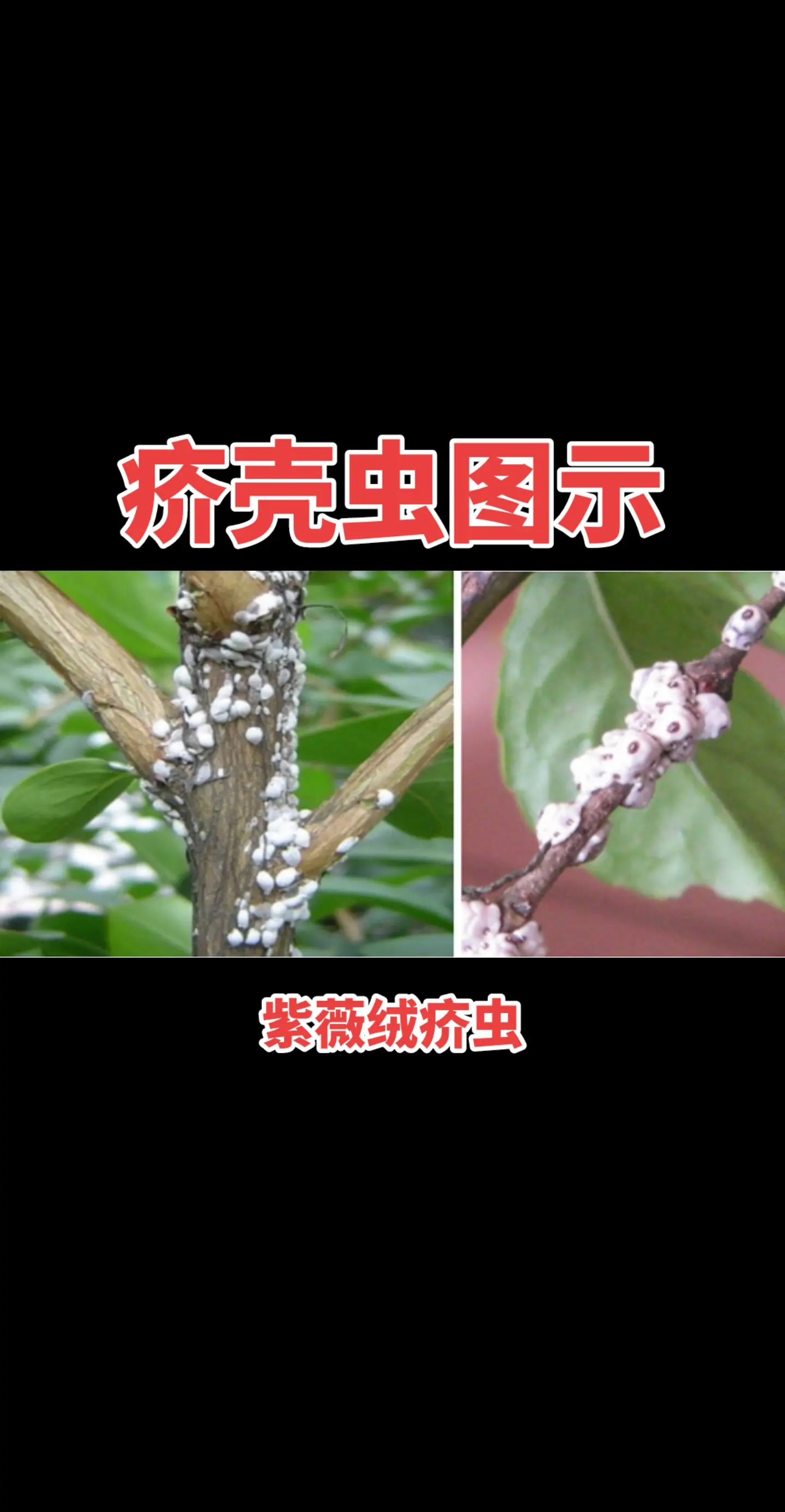 植物为什么会长虫子呢?为什么在线 植物为什么会长虫子呢?为什么在线