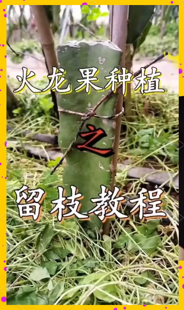 火龙果种植方法图片