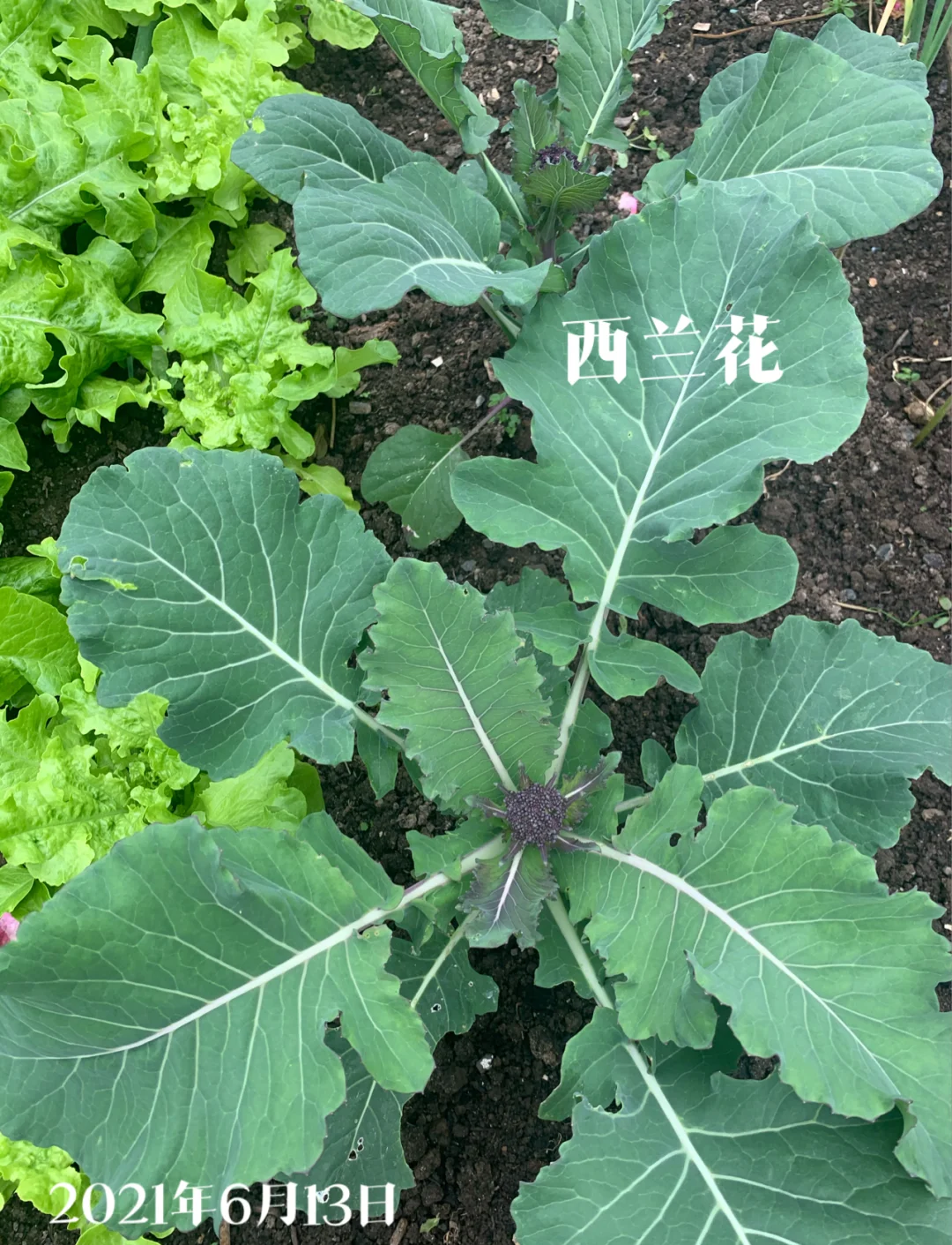 西兰花种植指南�成长记录