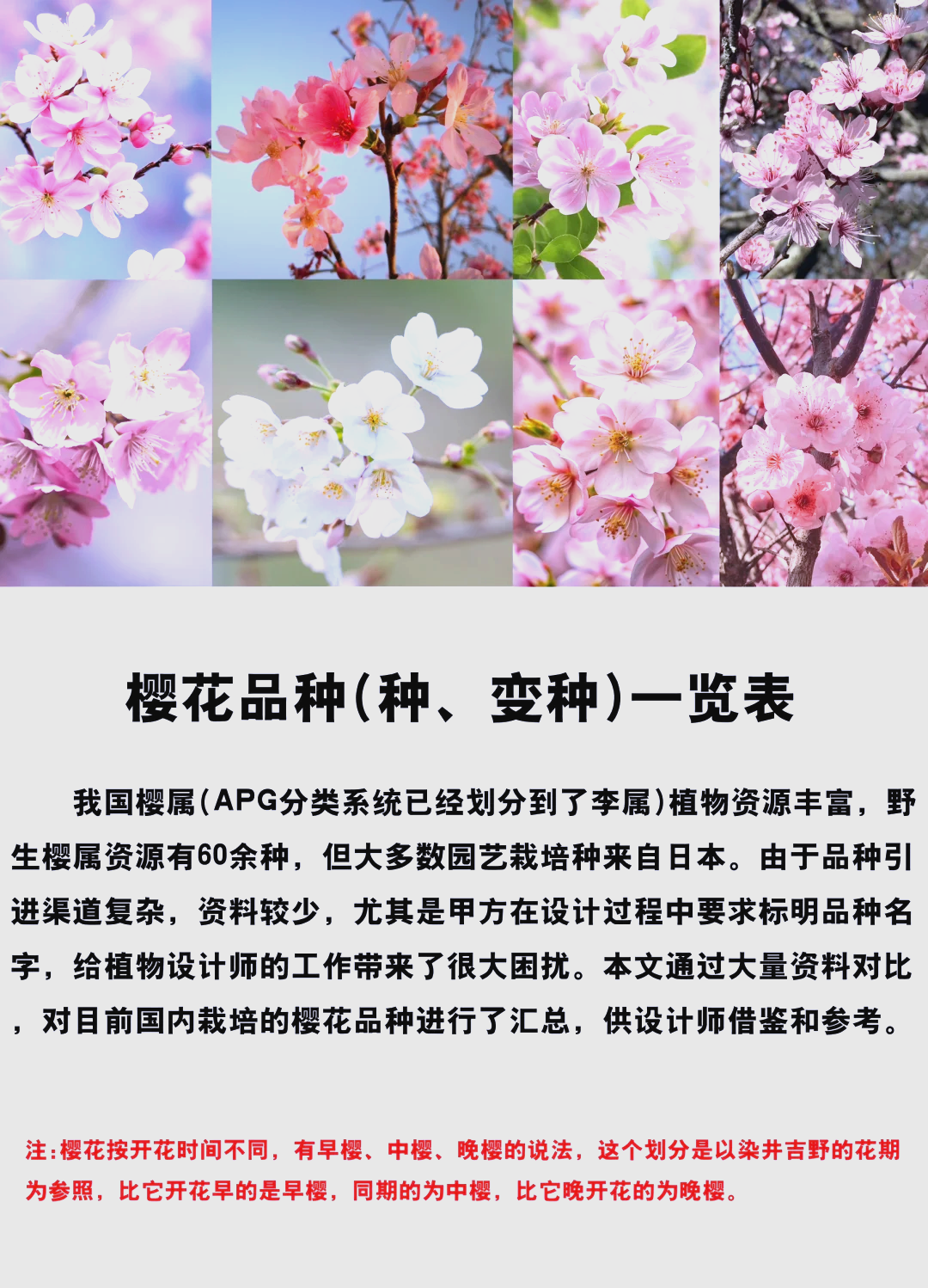 白雪樱花品种介绍图片