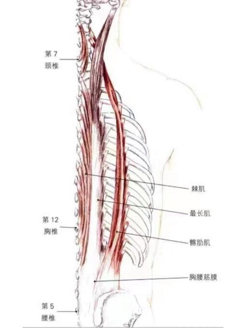 💪解锁新肌肉 竖脊肌的秘密🔓